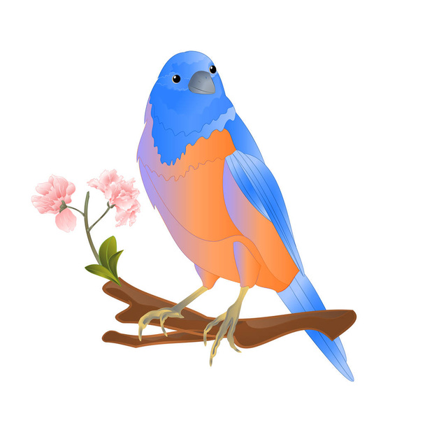 Pták Bluebird vrhne malý zpěvník na větvi Sakura na bílém pozadí na pozadí ročník - Vektor, obrázek
