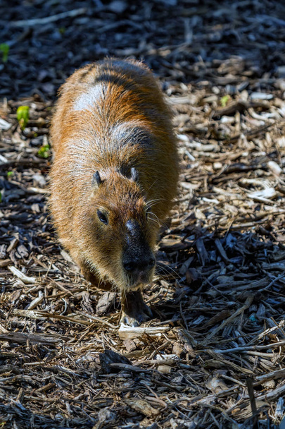 Capybara o Hydrochoerus hydrochaeris se asienta en el suelo
 - Foto, imagen