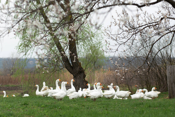 geese are walking in the spring in the village on the lawn with fresh green grass on the background of a flowering tree - Foto, imagen