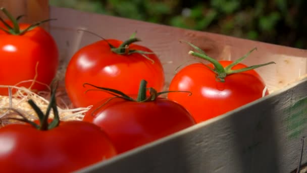 Hand zet rijpe sappige tomaat in een houten doos - Video