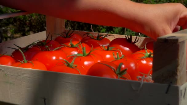 Käsi taittuu kypsiä mehukkaita tomaatteja puulaatikossa
 - Materiaali, video