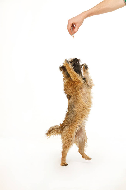 beautiful little dog is dancing for food - Фото, изображение