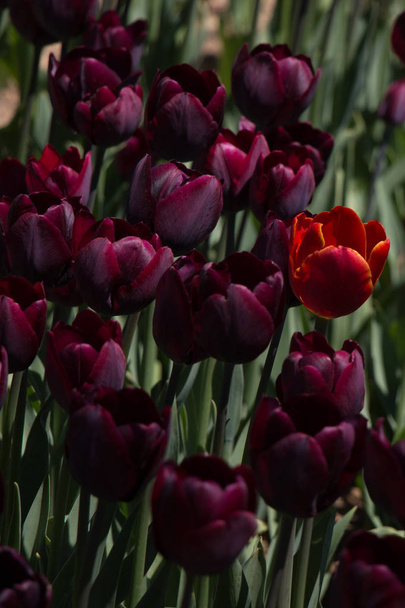 Весной на тюльпановом поле цветут красивые тюльпаны
 - Фото, изображение