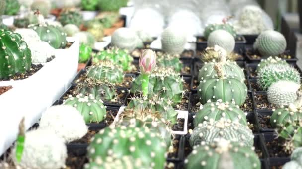 bloem cactus pot in tuin  - Video