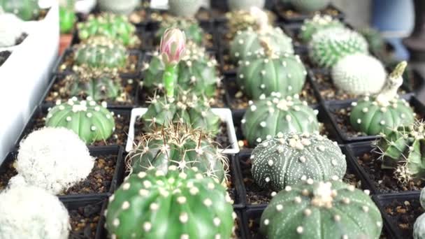 flower cactus pot in garden  - Footage, Video