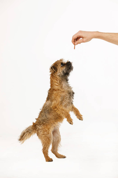 beautiful little dog is dancing for food - Фото, изображение
