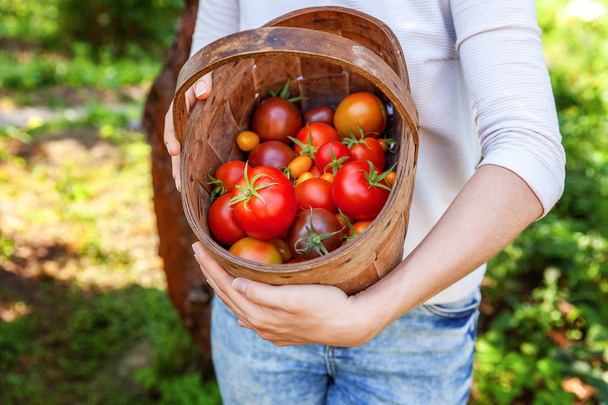 Молода жінка працівник ферми тримає кошик, збираючи свіжі стиглі органічні помідори в саду
 - Фото, зображення