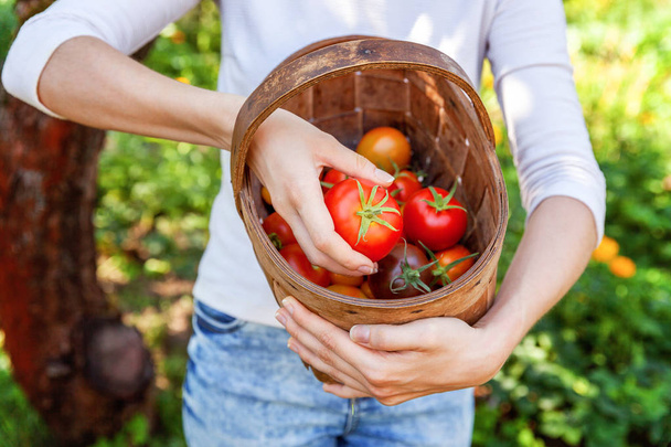 Młoda kobieta pracownika gospodarstwa, gospodarstwa kosz zbieranie świeżych dojrzałych ekologiczne pomidory w ogrodzie - Zdjęcie, obraz