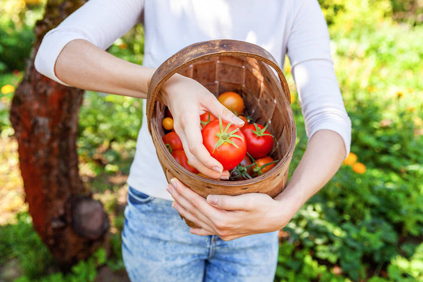 庭でバスケット ピッキング新鮮な完熟有機トマトを保持している若い女性の農場労働者 - 写真・画像