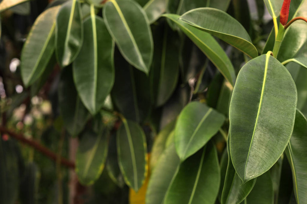 Tropical plant with green leaves as background. Home gardening - Foto, afbeelding