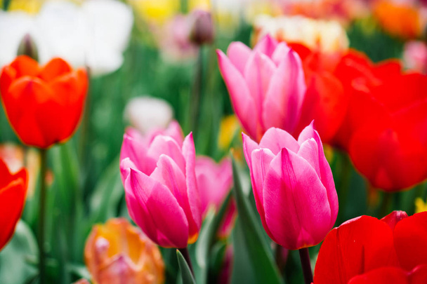 Beautiful tulips flower in tulip field in spring - Valokuva, kuva