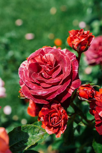 Floraison belle rose colorée en fond floral
 - Photo, image