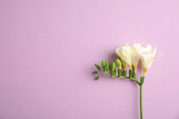 Фрезия с душистыми цветками на цветном фоне, вид сверху. Пространство для текста
 - Фото, изображение