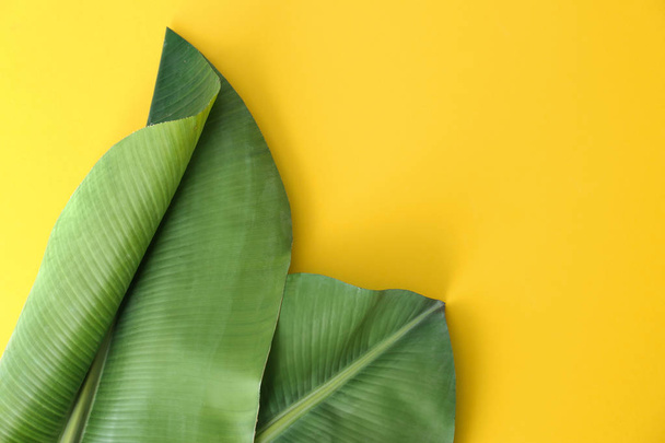 Fresh green banana leaves on color background, flat lay with space for text. Tropical foliage - Zdjęcie, obraz