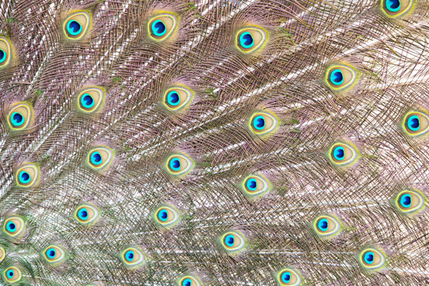 plumas de pavo real fondo - Foto, imagen