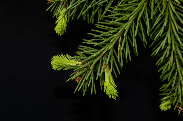 Weihnachtsbaumzweig auf schwarzem Hintergrund - Foto, Bild