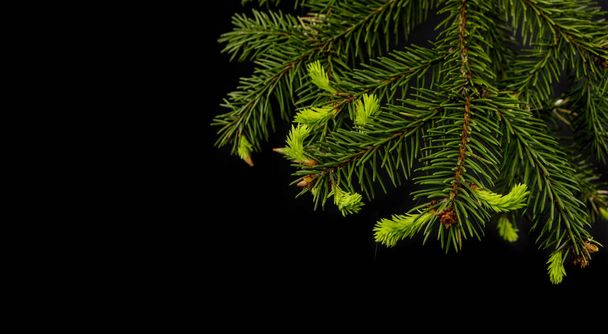 branche d'arbre de Noël sur un fond noir
 - Photo, image