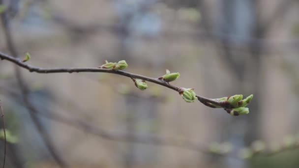 Zielone kwitnące drewno młode liście liści pąki na gałęzi drzewa - Materiał filmowy, wideo