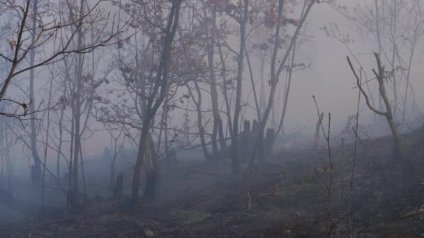 Fire in forest destroys nature - Πλάνα, βίντεο