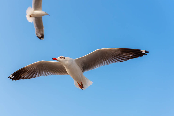 Crowd of Seagull Bird is Flying on The Sky at Evening. Animal and Wildlife - Photo, Image