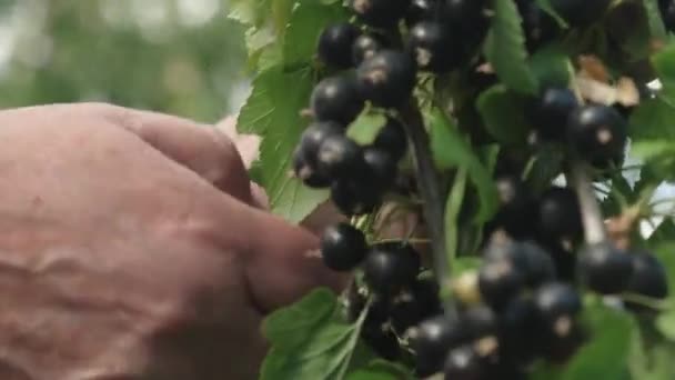 hij de oogst van zwarte bessen wordt verzameld door een landbouwer. zwarte rijpe sappige krenten in de tuin, een grote zoete BES BES. Smakelijke BES op de tak. Close-up - Video