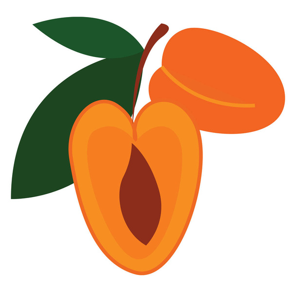 zwei cartoon orange Aprikosen Vektor Illustration auf weißem Hintergrund - Vektor, Bild