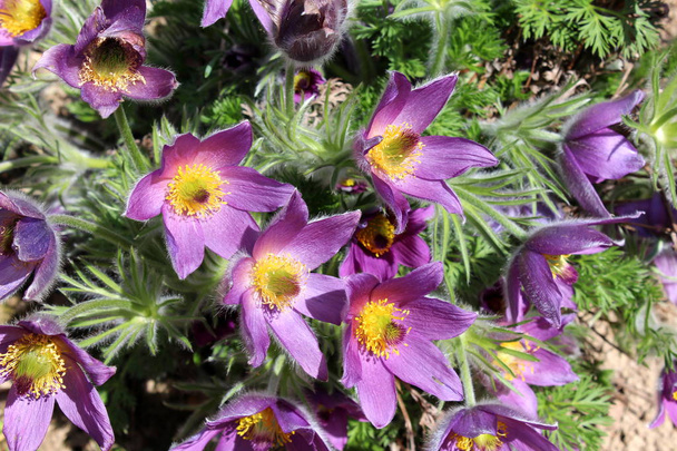 Pulsatilla vulgaris or Pasque flower or Pasqueflower or European pasqueflower or Dane's blood violet flowers with yellow center fully blooming in garden on warm sunny spring day - Photo, Image