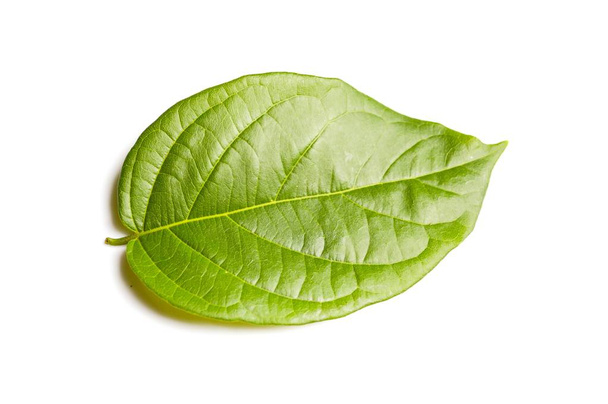 dry green combretum indicum leaves on white background - Photo, Image