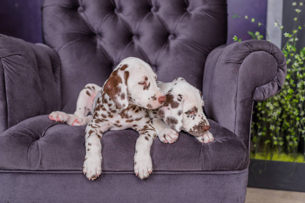 dois adoráveis cachorros dálmatas em uma cadeira ídolos
 - Foto, Imagem