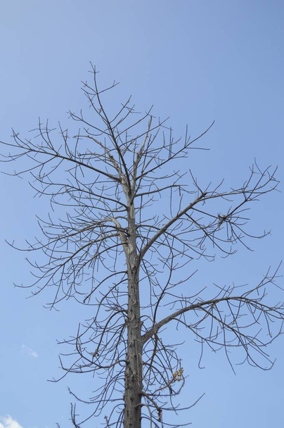 trockener Astbaum im Naturgarten - Foto, Bild