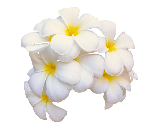 Plumeria Flores de ramo aisladas sobre fondo blanco
. - Foto, imagen