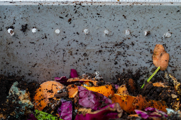 Kompostování červů s hnijícím zbytky jídla pro zahradníkový koníček, výrobu přírodního hnojiva pro rostliny - Fotografie, Obrázek