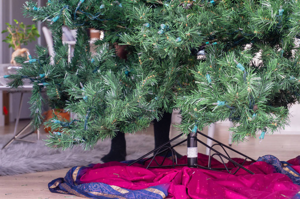 Pieds derrière un sapin de Noël artificiel, se préparer à mettre en place les décorations de vacances
. - Photo, image