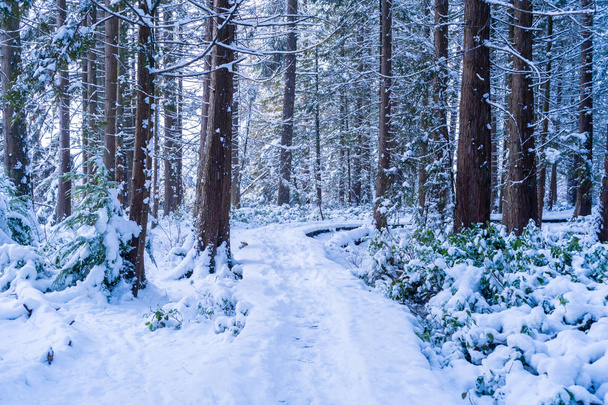 Leśny szlak turystyczny pokryty śnieżykiem po burzy śnieżnym w Vancouver (Delta) pne, w Burns Bog. Śnieżne sceny leśne. - Zdjęcie, obraz