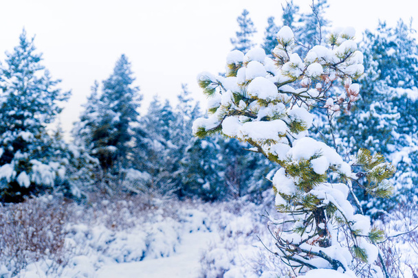 Evergreen Pine krzew drzewo w śniegu po burzy śnieżne w Vancouver (Delta) pne, w Burns Bog. Śnieżne sceny leśne. - Zdjęcie, obraz