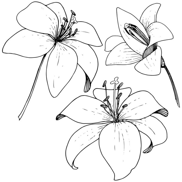 Flor botánica floral Vector Lily. Tinta grabada sobre fondo blanco. Elemento de ilustración de lilium aislado
. - Vector, Imagen