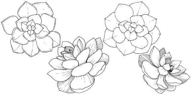 Vettore Succulente fiore botanico floreale. Inchiostro inciso in bianco e nero art. Elemento illustrativo di succulente isolate
. - Vettoriali, immagini