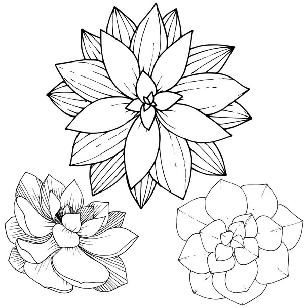 Vector vetplanten floral botanische bloem. Zwart-wit gegraveerd inkt kunst. Geïsoleerde vetplanten afbeelding element. - Vector, afbeelding