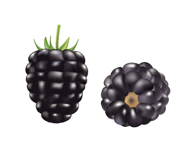Blackberry front and side view - Vector, Image