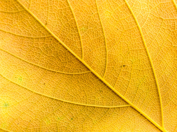 Barevné pozadí podzimního listu - Fotografie, Obrázek
