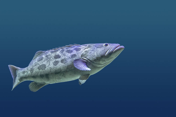 Giant grouper - Photo, Image