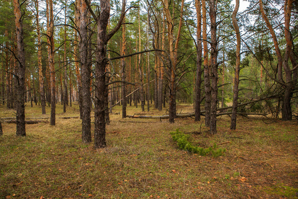 thick pine forest. Russian landscape - Foto, Imagem