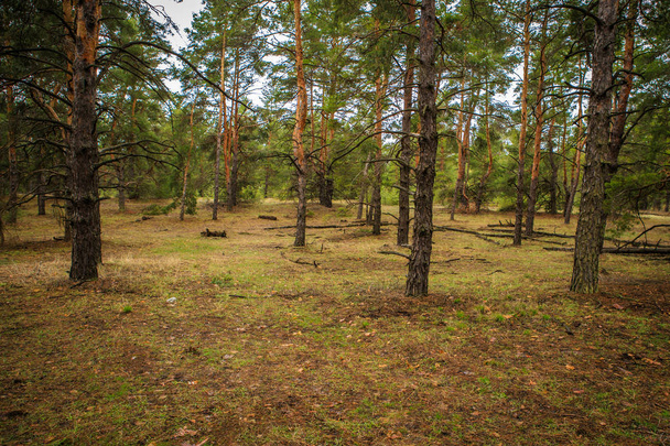 thick pine forest. Russian landscape - Foto, immagini