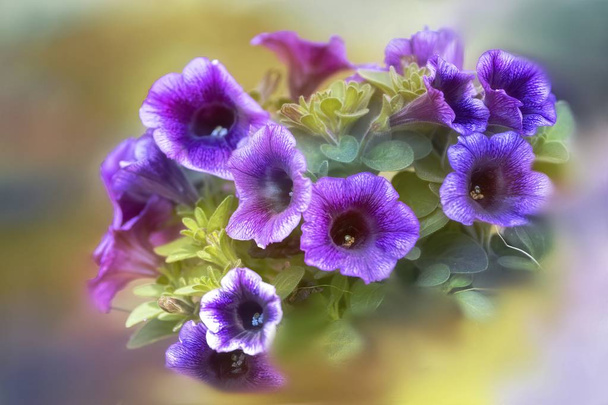 flor de sino em flor na primavera
 - Foto, Imagem