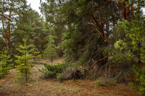 thick pine forest. Russian landscape - Photo, image