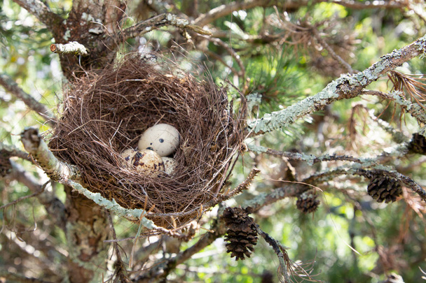 白い卵を持つ小さな鳥の巣 - 写真・画像