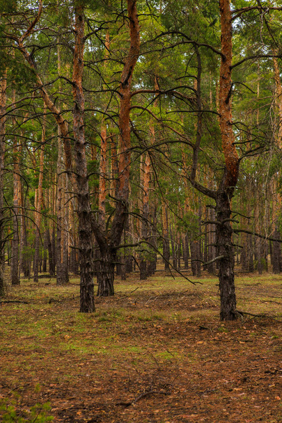thick pine forest. Russian landscape - Zdjęcie, obraz