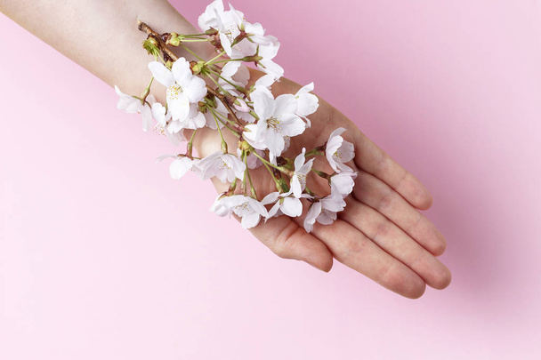 Sakura υποκατάστημα σε θηλυκό χέρι σε ροζ φόντο, αντίγραφο χώρου - Φωτογραφία, εικόνα