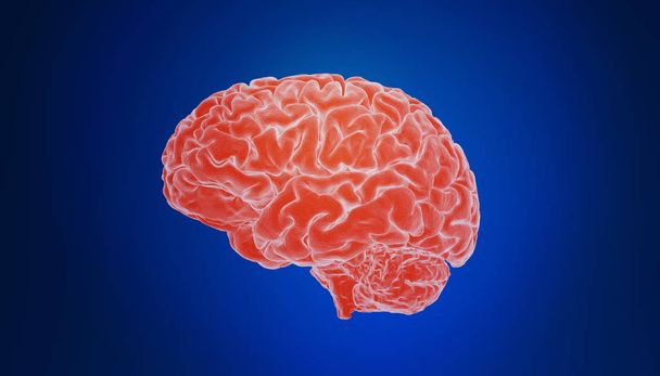 Цветной 3D рендеринг человеческого мозга
 - Фото, изображение