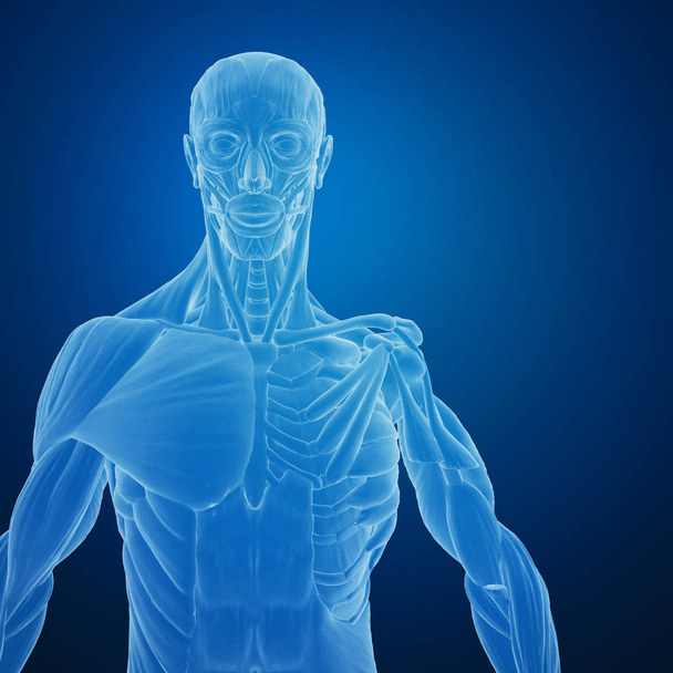 3D rendering of human body with muscles structure  - Photo, image